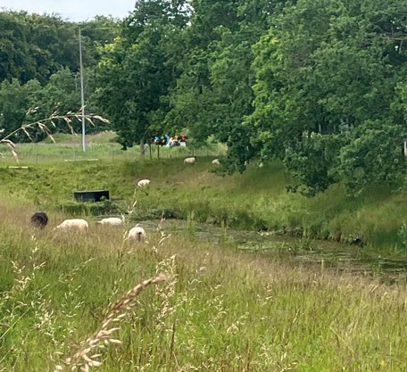 Får på Knivholtvej