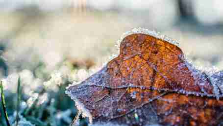 Blad på græsplæne i frost Blad på græsplæne i frost