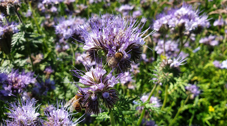 Vild blomst i naturen 