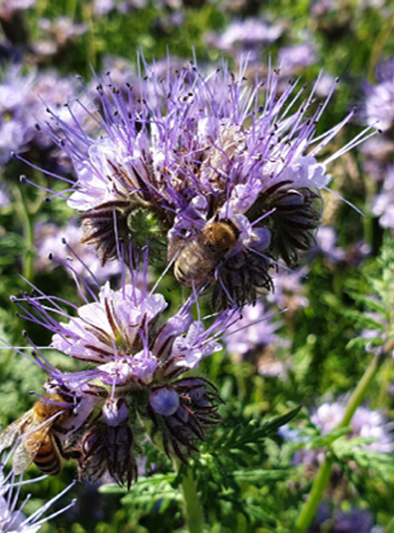 Vild blomst i naturen Vild blomst i naturen