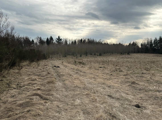 Kildeplads Storhøjen ved Tolne