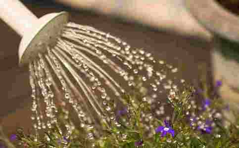 Blomster vandes i krukke i haven